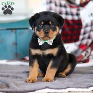 Kobe, Rottweiler Puppy